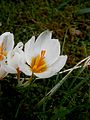 Crocus sieberi 'Bowles White'