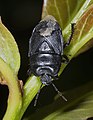 Cydnus aterrimus