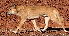 Dingo australiano