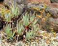 Dudleya hassei