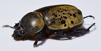 Dynastes tityus, female eastern Hercules beetle