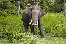 Asian elephant (Elephas maximus)