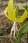 White anthers