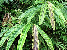 Long green leaves of Etlingera rubostriata