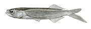 Tropical two-wing flyingfish Exocoetus evolans