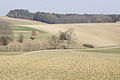 Landschaft bei Kreisberg, Blick auf den Reitzersdorfer Wald, mit dem Naturdenkmal