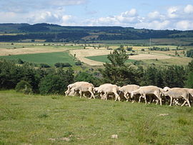 Sheep on the high plateau, in Fontanes