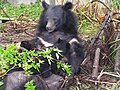A mother bear nursing her cubs