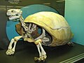 Galapagos tortoise skeleton