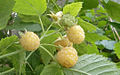 Golden raspberries