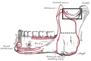 Outer surface of mandible. Mandibular notch is labelled at top right.