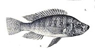 Haplochromis microdon