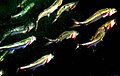 Photo: School of herrings ram feeding on a swarm of copepods.
