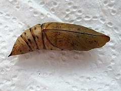 Pupa (2 weeks old) of hummingbird hawk