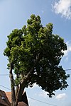 Winterlinde (Tilia cordata)