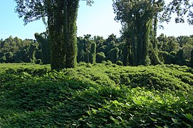 Une espèce grimpante qui peut devenir très envahissante.