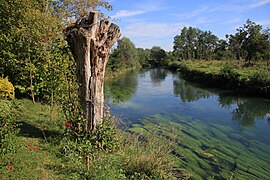 La Canche à La Madelaine-sous-Montreuil.