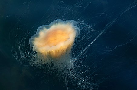 Lion's mane jellyfish, expanding, by W.carter