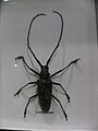 Cerambycidae