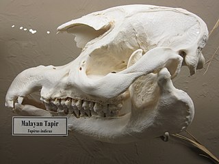 Malayan tapir skull