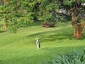 Un Marabou nel giardino dell'albergo in Uganda