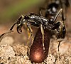 An individual Megaponera analis ant