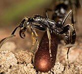 A major worker guarding a cocoon outside the nest