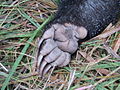 The forepaw of a European badger.