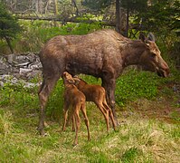 (newborn) Calves nursing in spring.