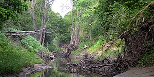 Nails Creek, Somerville Public Hunting Lands, Lee County (April 2017).