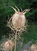 En folículos: Nigella arvensis