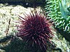 The purple sea urchin (Paracentrotus lividus)