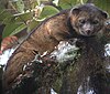 An Olinguito on a tree.