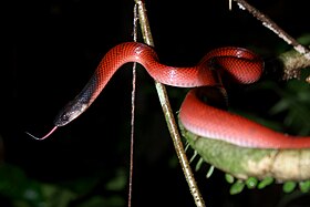 Oxyrhopus melanogenys no Equador.