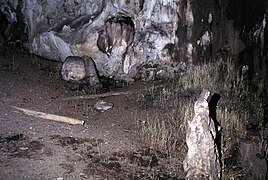 Perches de bois laissées pas les chasseurs de guacharos dans la Cueva de los Guacharos de Soritor (Yorongos, Rioja, San Martin, Pérou).