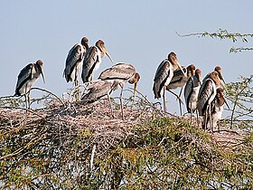 Immatures at their nests on Prosopis juliflora (Bharatpur, India)