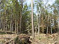 Danni al bosco causati dalla Tempesta Vaia