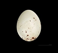 Egg of Fringilla teydea teydea MHNT