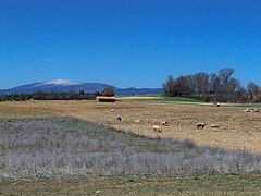 Élevage en plein air sur le plateau de Sault