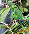 Cotorra puertorriqueña (Amazona vittata) Critically Endangered