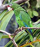A green parrot with blue-tipped wings, a red forehead, and white eye-spots