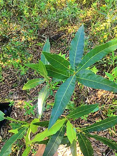 Description de l'image Quercus Iltisii.jpg.