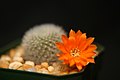 Rebutia spinosissima