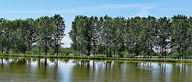 Paddy field in Besate.