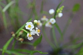 Sagittaria latifolia Willd. — Sagittaire latifoliée.