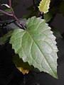 Leaf detail