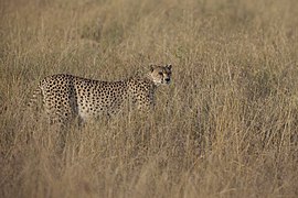 At the Serengeti National Park