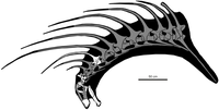 Skeletal diagram of Bajadasaurus