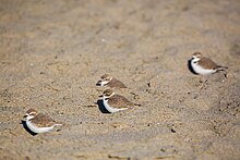 Photograph of four snowy plovers sitting in uneven sand on a beach