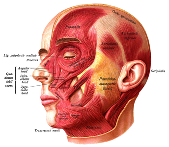 Muscles of the face, by Johannes Sobotta (edited by CFCF and Nagualdesign)